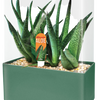 Aloe Seed Square Terrarium