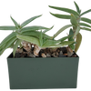 Aloe Seed Square Terrarium