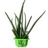 Alex 'The Soothing' Aloe Micro Dome Terrarium