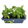 Bountiful Bananas Sprouter Terrarium