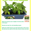 Bountiful Bananas Sprouter Terrarium