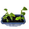 Bountiful Bananas Sprouter Terrarium