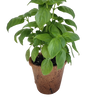 Sweet Basil Plant-It-Starters - Multipack of 4