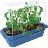 Beefsteak Tomatoes Sprouter Terrarium