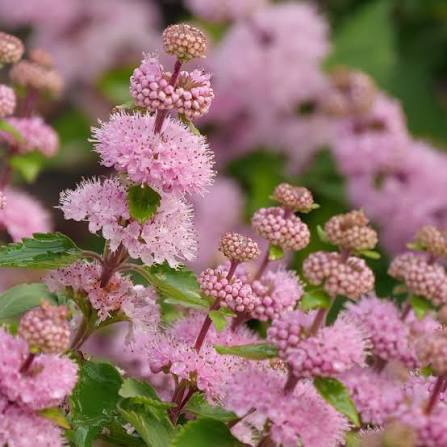 Beyond Pink'd® Bluebeard (CARYOPTERIS BEYOND PINKD) - QT