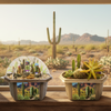 Desert Dome Biosphere Terrarium