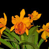 Rhyncholaeliocattleya Hubert Garton