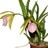 Brassocattleya Ecuagenera