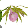 Brassocattleya Ecuagenera