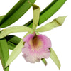Brassocattleya Felicia