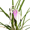 Brassocattleya Ivan Portilla 'Camila'