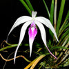 Brassocattleya Ivan Portilla 'Camila'