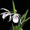 Brassocattleya Morning Glory rubra #14