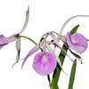 Brassocattleya Morning Glory rubra #14
