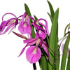 Brassocattleya Morning Glory rubra #14