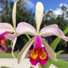 Cattleya Kiat Tan