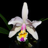 Cattleya Luciana C