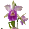 Cattleya Maria Elena Cazar