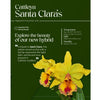 Cattleya Santa Clara’s