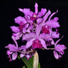 Cattleya Virgen de Guadalupe