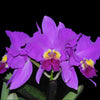 Cattleya lueddemanniana Rombito x 013