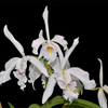 Cattleya maxima 'Munequita' x 'Roy' blanca