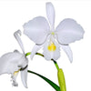 Cattleya trianae f. alba