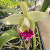 Cattleya Monarca