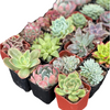 Half Flat Special - 32 succulents in 2” pots