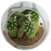 Mini Desert Collection Glass Terrarium Cacti Seed Starting Kit