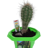Sully 'The Desert King' Giant Saguaro Micro Dome Terrarium