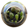 Cacti Tiny Terrariums Bundle - 1 each of 6 Varieties