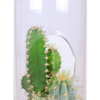 Cacti Collection Glass Terrarium Seed Starting Kit