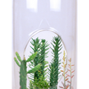 Superb Succulents Glass Terrarium Seed Starting Kit