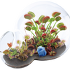 Carnivorous Growarium Meat-Eating Seed Terrarium Kit