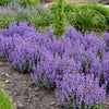 Cat's Pajamas Catmint (Nepeta x 'Cats Pajamas') - 1 gallon