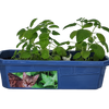 Crazy Cat Plant Mini World Terrarium