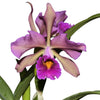 Cattleya Lucia Fernandez