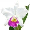 Cattleya Manuel Moran