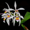 Cattleya iricolor
