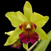 Cattleya Oro Andino