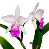 Cattleya Maria Elena Cazar