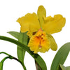 Cattleya Santa Clara’s