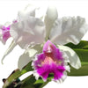Cattleya Andean Colors