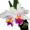 Cattleya Andean Colors