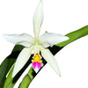 Cattleya Betsy Portilla