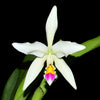 Cattleya Betsy Portilla