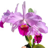 Cattleya C. G. Roebling (1895)