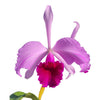 Cattleya C. G. Roebling (1895)