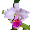 Cattleya Chusy Recinos
